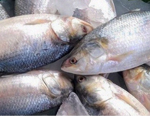 Philippines Struggles to Combat Overfishing Threatening Marine ...