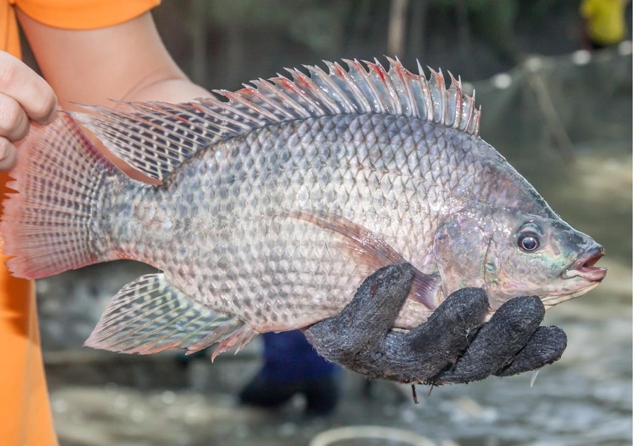 Kenya's Selective Breeding Program Achieves Breakthrough with Enhanced ...