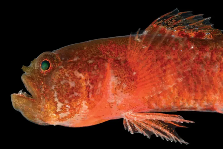 NEW SPECIES DISCOVERY: THE GRUMPY DWARFGOBY ADDS TO RED SEA’S ...